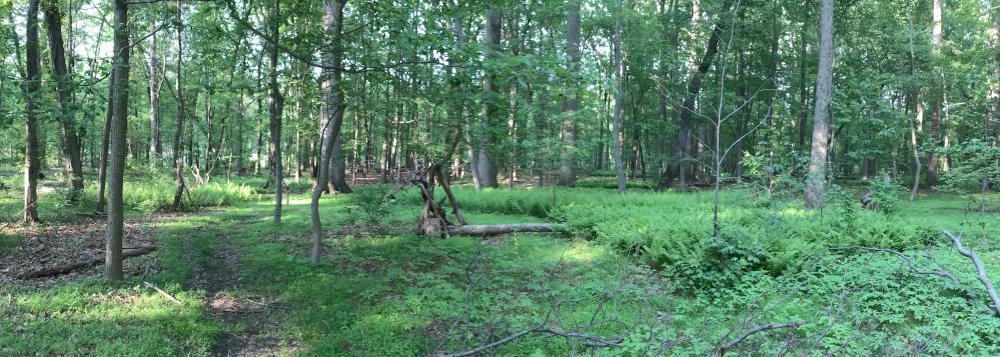 Rogers Preserve Image