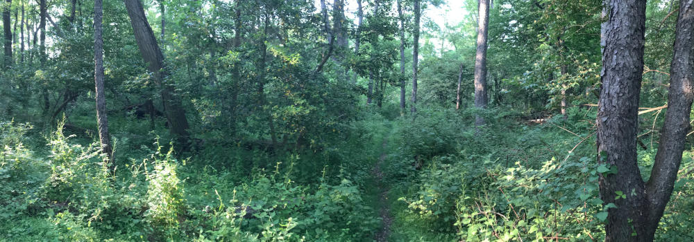 Rogers Preserve Image